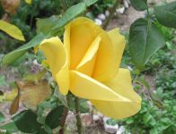 Read more: Day 28 - 03.12.2012 -  Mesing narukvica