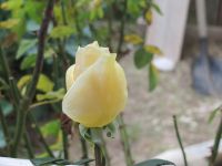 Read more: Day 28 - 03.12.2012 -  Mesing narukvica