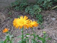 Read more: Day 31 - 24.12.2011 -  ChemBuster - GORDAANA