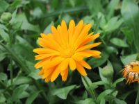 Read more: Day 31 - 24.12.2011 -  ChemBuster - GORDAANA