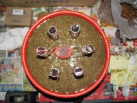 Read more: Day 31 - 24.12.2011 -  ChemBuster - GORDAANA