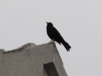 Read more: Day 33 - 12.04.2012 -  Brončano zvjezdano nebo