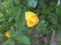 Read more: Day 33 - 12.04.2012 -  Brončano zvjezdano nebo