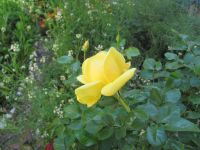 Read more: Day 33 - 12.04.2012 -  Brončano zvjezdano nebo