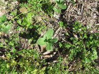 Read more: Day 33 - 12.04.2012 -  Brončano zvjezdano nebo