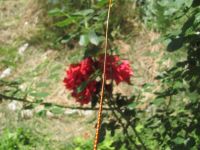 Read more: Day 34 - 08.06.2012 -  GORDAANA i 'Milanova nula'