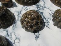 Read more: Day 35 - 04.07.2012 -  Najsjajniji dragulj u svemiru!