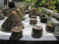 Read more: Day 35 - 04.07.2012 -  Najsjajniji dragulj u svemiru!