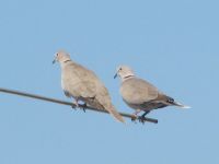 Read more: Day 36 - 14.07.2012 -  Arya na 'Milanovoj nuli' i gromobranu