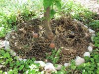 Read more: Day 3 - 23.06.2011 - Prvo giftanje