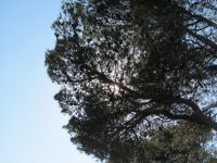 Read more: Day 40 - 04.08.2012 -  Giftanje: Labirinit Mudrosti