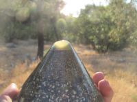 Read more: Day 40 - 04.08.2012 -  Giftanje: Labirinit Mudrosti