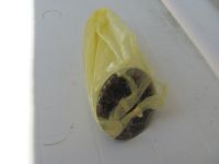 Read more: Day 43 - 09.08.2012 -  Giftanje Žnjana i hotela Radisson