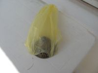 Read more: Day 43 - 09.08.2012 -  Giftanje Žnjana i hotela Radisson