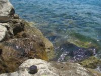 Read more: Day 43 - 09.08.2012 -  Giftanje Žnjana i hotela Radisson