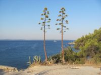 Read more: Day 44 - 11.08.2012 -  Giftanje: Zenta, Trstenik, Žnjan
