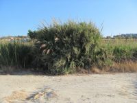 Read more: Day 44 - 11.08.2012 -  Giftanje: Zenta, Trstenik, Žnjan