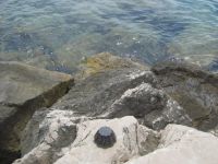 Read more: Day 46 - 13.08.2012 -  Giftanje: Gospe od Žnjana