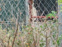 Read more: Povratak kralja