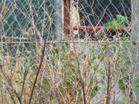 Read more: Povratak kralja