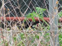 Read more: Povratak kralja