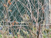 Read more: Povratak kralja