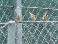 Read more: Povratak kralja