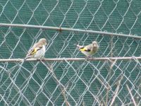 Read more: Povratak kralja