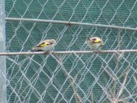 Read more: Povratak kralja