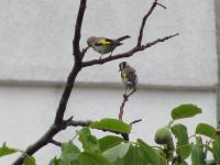 Read more: Povratak kralja