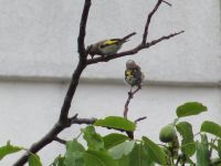 Read more: Povratak kralja