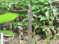 Read more: Povratak kralja