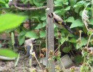 Read more: Povratak kralja