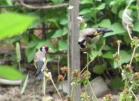 Read more: Povratak kralja