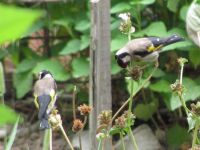 Read more: Povratak kralja