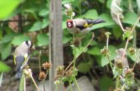 Read more: Povratak kralja