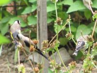 Read more: Povratak kralja