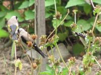 Read more: Povratak kralja