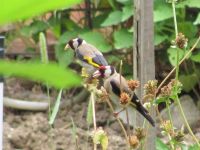 Read more: Povratak kralja