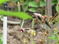 Read more: Povratak kralja