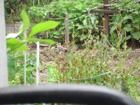 Read more: Povratak kralja