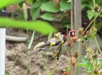 Read more: Povratak kralja