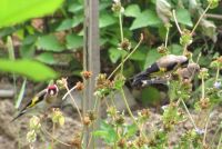 Read more: Povratak kralja