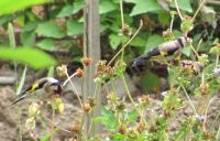 Read more: Povratak kralja