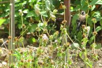 Read more: Povratak kralja