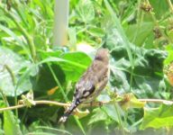 Read more: Povratak kralja