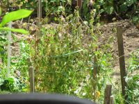 Read more: Povratak kralja