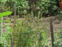 Read more: Povratak kralja