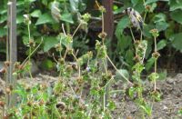 Read more: Povratak kralja