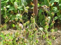 Read more: Povratak kralja